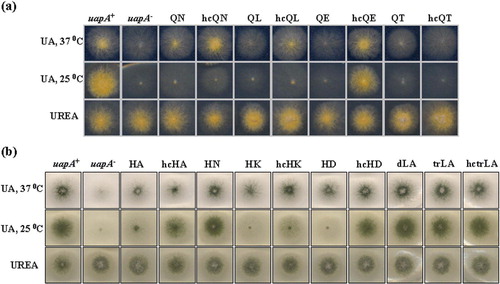 Figure 2.  Selected growth tests of transformants carrying single-copy plasmids with the uapA mutations. All Q85 mutations are in a uapA24 uapC401 azgA4 genetic background (yellow conidiospores; for detailed description of genotypes see Materials and methods). All H86 and LR mutations are in a ΔuapA ΔuapC ΔazgA genetic background (green conidiospores). Isogenic positive (uapA+), and negative (uapA−) control strains in both genetic backgrounds are also shown (for more details see Materials and methods). Mutants are shown by the corresponding amino acid substitution, as described in the text. dLA stands for L77A/L84A, trLA for L77A/l84A/L91A. hc refers to high copy transformants. UA is uric acid. Growth tests shown are after 2 days at 37°C, or after 4 days at 25°C. Growth on xanthine is similar to growth on uric acid (not shown). This Figure is reproduced in colour in Molecular Membrane Biology online