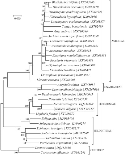 Figure 1. Phylogeny of 30 species within the subfamily Asteroideae based on the Bayesian inference (BI) of the concatenated chloroplast protein-coding sequences. The GTR + G + I model was employed as the best-fit nucleotide substitution model as suggested by TOPALi v2.5. The support values are placed next to the branches. The tribe-level taxonomy is also shown.