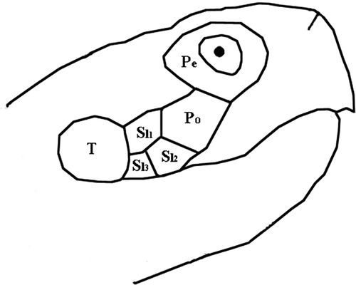 Figure 1. Topography of the yellow patch on tortoise cheek. Pe: peri-ocular scale; Po: post-ocular scale; Sl1, Sl2, Sl3: supra-labial scales 1, 2, 3; T: tympanum. Coloured area covers Po, Sl1, Sl2, Sl3 scales.