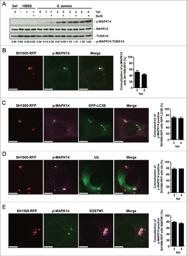 Figure 6. Activation of MAPK14 during S. aureus infection. (A) NIH/3T3 cells were infected with S. aureus strain SH1000. As a negative control uninfected cells were included and as positive control cells were incubated for 3 h in HBSS. Time points were performed in the presence of 100 nM Baf A1 for the last 2 h of culturing or without Baf A1. As further control NIH/3T3 cells were infected with Salmonella thypi (Sal.) for 1 h at an MOI of 100. Cellular lysates were prepared and 30 µg of protein were analyzed by immunoblotting using indicated antibodies. Normalization of tubulin in comparison to p-MAPK14 expression was analyzed by ImageJ. (B) NIH/3T3 cells were infected with SH1000-RFP. Cells were fixed, stained with anti-p-MAPK14 and analyzed by confocal microscopy, 3 hpi. Scale bars: 10 µm. The quantification of the experiment is shown in the right panel for 3 and 4 hpi. The percentage of intracellular S. aureus colocalizing with p-MAPK14 is depicted. 50 cells per time point were analyzed. Data are represented as mean ± SEM of 2 independent experiments. (C) NIH/3T3 GFP-LC3B cells were infected with SH1000-RFP. Cells were fixed, stained with anti-p-MAPK14 and analyzed by confocal microscopy, 3 hpi. Scale bars: 10 µm. The quantification of the experiment is shown in the right panel for 3 and 4 hpi. The percentage of intracellular S. aureus colocalizing with p-MAPK14 and GFP-LC3B is shown. 50 cells per time point were analyzed. Data are represented as mean ± SEM of 3 independent experiments. (D) NIH/3T3 cells were infected with SH1000-RFP. Cells were fixed, stained with anti-p-MAPK14 and anti-ubiquitin and analyzed by confocal microscopy, 3 hpi. Scale bars: 10 µm. The quantification of the experiment is shown in the right panel for 3 and 4 hpi. The percentage of intracellular S. aureus colocalizing with p-MAPK14 and ubiquitin is depicted. 50 cells per time point were analyzed. Data are represented as mean ± SEM of 2 independent experiments. (E) NIH/3T3 cells were infected with SH1000-RFP. Cells were fixed, stained with anti-p-MAPK14 and anti-SQSTM1 and analyzed by confocal microscopy, 3 hpi. Scale bars: 10 µm. The quantification of the experiment is shown in the right panel for 3 and 4 hpi. The percentage of intracellular S. aureus colocalizing with p-MAPK14 and SQSTM1 is shown. 50 cells per time point were analyzed. Data are represented as mean ± SEM of 2 independent experiments.