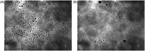 Figure 5. Optical images of nanobubbles (NBs). (A) Freshly prepared NBs. (B) NBs that were kept at 4 °C for 90 h. (scale bar, 5 μm).
