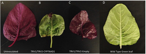 Figure 1. A. tricolor leaves. Using VIGS, isogenic lines were developed by silencing CYP76AD1 gene. (A) Uninoculated group represents the Red leaf (control group) in a normal condition; (B) TRV1/TRV2-CYP76AD1 represents the green VIGS phenotype developed by silencing CYP76AD1; (C) TRV1/TRV1-Empty represents the plants that are inoculated with an empty vector without the target gene; (D) Wildtype Green leaf represents green A. tricolor grown in a normal environment.