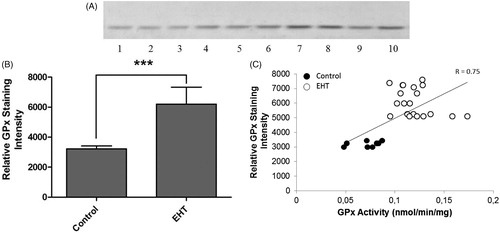 Figure 3. Effects of EH treatment on GPx protein level of rat liver. (A) Representative immunoblot of liver microsomal GPx protein in experimental control (lanes 1–3) and EHT (lanes 4–10) groups. (B) Comparison of GPx protein expression of the control (n = 10) and EHT treated (n = 30) groups. Experiments were repeated at least three times (n ≥ 3). ***Significantly different from respective control value (p < 0.0001). (C) Correlation between liver cytosolic GPx activity and relative GPx protein expression in rat. The correlation coefficient (r = 0.75) was calculated by the least squares linear regression method. The solid line represents the line of best fit.