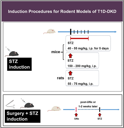 Figure 1 Induction procedures for rodent models of T1D-DKD.