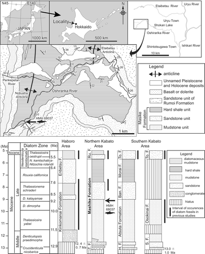 Figure 1 The type locality of Eodelphis kabatensis (Horikawa, Citation1977), HMH 68037, and age of the Mashike Formation and correlated Neogene marine deposits of Hokkaido. The geological map was modified from Sato et al. (Citation1964). The correlation of Neogene marine deposits of Hokkaido based on (Sagayama, Citation2000). Neogene North Pacific diatom biohorizons are based on Yanagisawa and Akiba (Citation1998).