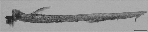 Figure 3. Filament extracted from the gill arch of sardine. Bar = 100 µm.