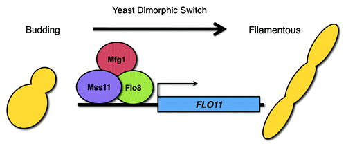 Figure 1. Transcriptional regulators Flo8, Mss11 and the newly identified Mfg1 form a complex and control expression of key morphogenetic determinants in both C. albicans and S. cerevisiae, thereby regulating the transitions from yeast to filamentous growth. This model depicts these three transcription factors regulating FLO11 in S. cerevisiae, but C. albicans lacks a FLO11 ortholog, suggesting that the targets of this complex have been rewired between the two species.