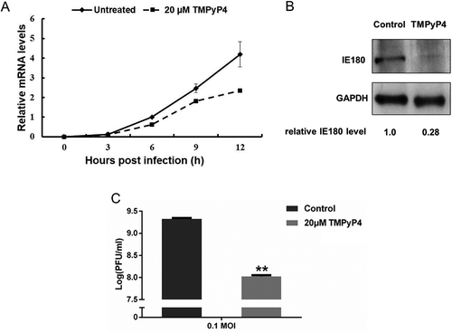 Figure 7. Expression level of IE180 and virus titre of PRV in PRV-infected PK15 cells in the presence of TMPyP4. A. Transcription level of IE180 gene in PRV-infected PK15 cells in the presence of 20 μM TMPyP4. B. Expression level of IE180 protein in PRV-infected PK-15 cells in the presence of TMPyP4. Western blot were performed as previously described [Citation23]. The polyclonal antibody of IE180 was obtained from rabbits immunized with Peptide (seq: AGDGGAPPQRQPRRC). GAPDH monoclonal antibody was purchased from CWBIO, China. The numbers below the image represent the relative level of IE180 of experiment group corresponding to control group via ImageJ software analysis. C. Virus titre of PRV with addition of G-quadruplex ligand TMPyP4 in PK15 cells. The asterisk (**) indicated the significant difference at P < 0.01 (Student t-test) between TMPyP4 treatment group and control group.