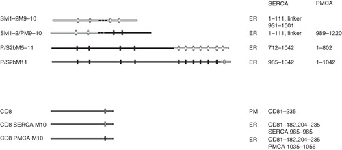 Figure 6. Summary of other constructs used to identify the location of the C-terminal ER retrieval sequence of SERCA1. All of the constructs were tagged with EGFP at their C-termini. The designated names are provided in the left column and their proposed locations, from analysis of co-localization studies, are indicated as well the precise sequences making up the chimeras. The filled horizontal lines represent PMCA3 sequence and the unfilled lines SERCA1 sequence. The vertical lines indicate the approximate locations of the transmembrane sequences. The exceptions are construct CD8, which contains the human CD8 sequence and CD8-SERCA M10 and CD8-PMCA M10 in which the transmembranous domain of CD8 is replaced by M10 of SERCA1 and PMCA3, respectively. The dashed lines in constructs SM1–2M9–10 and SM1–2/PM9–10 represent flexible linkers between the SERCA1 and PMCA3 sequences.