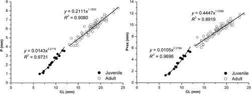 Figure 21. Xiphopenaeus kroyeri, relationships P vs. CL and P + ex vs. CL for males.