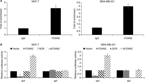 Figure 5 SLUG is a direct target of FOXN2 in breast cancer cells.Notes: (A) ChIP and qChIP assays were performed using anti-FOXN2 and anti-IgG antibodies, demonstrating that FOXN2 could bind the promoter region of SLUG in MCF-7 and MDA-MB-231 cells. *P<0.05 vs IgG. (B) Compared with the vector or SCR, transfection of FOXN2 plasmid or siFOXN2 induced the luciferase activity in MCF-7 and MDA-MB-231 cells. *P<0.05 vs vector or SCR group.Abbreviations: FOXN2, forkhead box N2; IgG, Immunoglobulin G; MT mutate type; SCR, scramble siRNA; si, siRNA; WT, wild type.