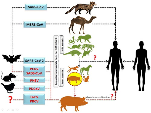 Figure 4. Diagrammatic depiction of the source of SARS-CoV-2 from bats and presumed intermediate hosts, such as farm and wild animals. (The transmission of MERS-CoV and SARS-CoV to humans via an intermediate host camel and palm civet cat, respectively. It also illustrates the likelihood of SARS-CoV-2 originating from pigs after genetic recombination, which would enable the SARS-CoV-2 to cross the species boundary and transmit disease to humans.)