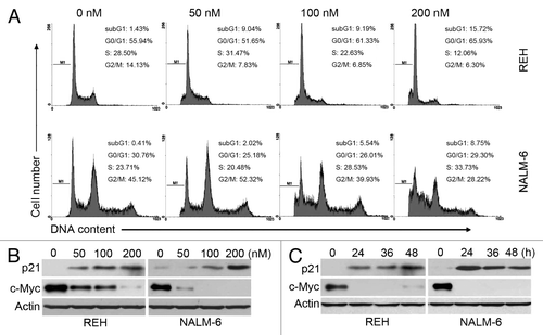 Figure 2. PQJS380 induced cell cycle arrest in acute lymphoblastic leukemia cells. (A) Cell cycle distribution was analyzed after exposing to PQJS380 for 48 h by flow cytometer in REH and NALM-6 cells. (B and C) Effects of PQJS380 on p21 and c-Myc in REH and NALM-6 cells. Cells treated with increasing concentrations of PQJS380 for 48 h (B) or 200 nM PQJS380 for indicated durations (C), the protein levels of p21 and c-Myc were detected by western blotting.