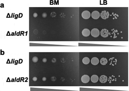 Figure 3. Oligotrophic and heterotrophic growth of ΔaldR1 (a) and ΔaldR2 (b).Ten microliters of cell suspensions with the OD600 = 10−2-10−6 were spotted on BM and LB plates and cultivated at 30°C for 4 and 2 days, respectively. ΔligD was used as a control strain. The concentration of the spotting cell suspension was low from left to right in each photograph.