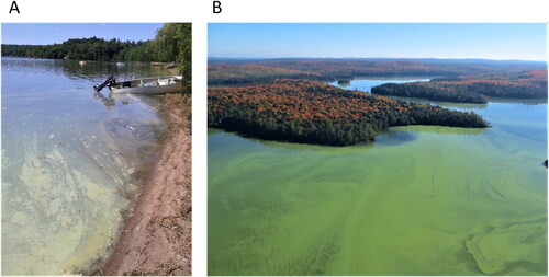 Figure 8. Examples of cyanobacterial blooms in Ontario lakes at a localized (A) and whole-lake (B) scale. Photographs provided by the Ontario Ministry of the Environment, Conservation and Parks (A), and by Alison Lake, Ontario Ministry of Natural Resources and Forestry (B).