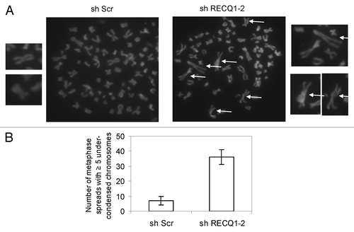 Figure 7. Stable depletion of RECQ1 leads to accumulation of under-condensed chromosomes. (A) Representative images of the metaphase spreads analyzed from RECQ1-depleted cells. The arrows indicate under-condensed chromosomes. (B) Quantification of metaphase spreads from shScrambled and shRECQ1–2-depleted HeLa cells. Results are an average of two independent experiments with a minimum of 50 metaphase spreads analyzed.