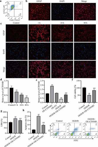 Figure 1. circCTNNB1 expression was low after OGD/R treatment. (a) Flow cytometry analysis of ACSA2-APC in ACSA2+ cells. (b) Immunofluorescence confirmed that purified astrocytes expressed GFAP. (c) Immunofluorescence determined the mAS cell activation state. Scale bar = 100 cm. (d and e) RT-qPCR assessed circCTNNB1 expression. (f) CCK-8 was used to measure mAS cell activity. (g) The death of mAS cells was measured using LDH. (h) Cell apoptosis was measured using an FITC/PI kit. **P < 0.01 vs. Control; ##P < 0.01 vs. OGD/R.