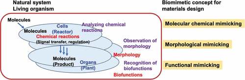 Figure 2. Biomimetic concepts for materials design.