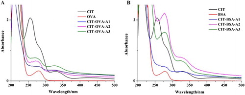 Figure 2. The UV-Vis spectra of different antigens (CIT-BSA/CIT-OVA).