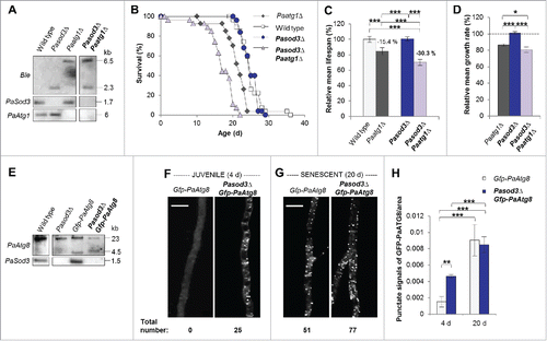 Figure 2. Functional autophagy is required for the healthy phenotype of Pasod3Δ. (A) Southern blot analysis of HindIII digested genomic DNA from wild type, Pasod3Δ, Paatg1Δ and Pasod3Δ Paatg1Δ by using a Ble- (phleomycin resistance), PaSod3- and PaAtg1-hybridization probe. (B) Survival curves of the wild type (n = 27), Paatg1Δ (n = 27; P < 0.001), Pasod3Δ (n = 25) and Pasod3Δ Paatg1Δ (n = 26; P < 0.001). (C) Relative mean life span of Paatg1Δ (n = 27), Pasod3Δ (n = 25) and Pasod3Δ Paatg1Δ (n = 26) resulting from the comparison of the mean life span of each strain with the mean life span of the wild type (n = 27, set to 100%). (D) Relative mean growth rates of Paatg1Δ (n = 27), Pasod3Δ (n = 25) and Pasod3Δ Paatg1Δ (n = 26) derived from the comparison of the mean growth rate of each strain with the mean growth rate of the wild type (n = 27, set to 100%). (E) Southern blot analysis of HindIII digested genomic DNA from wild type, Pasod3Δ, Gfp-PaAtg8 and Pasod3Δ Gfp-PaAtg8 using a PaAtg8 and PaSod3 hybridization probe, respectively. (F) and (G) LSFM of hyphae from 4- and 20-d-old wild-type and Pasod3Δ strains expressing Gfp-PaAtg8. The number of distinctive dots in the shown hyphal sections is indicated. (H) Quantification of autophagosomes of 4- and 20-d-old wild-type and Pasod3Δ strains expressing Gfp-PaAtg8 (n = 10). P values were determined between 4- and 20-d-old strains and between wild type and mutant of the same age. (C) and (D), (H) Error bars correspond to the standard error.