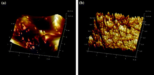 Figure 1. AFM images of unirradiated (a) and fast neutron-irradiated (b) samples.