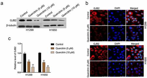 Figure 4. GJB2 expression is reduced by quercitrin. a. GJB2 expressions in quercitrin-treated H1299 and H1650 cells were determined by Western blot. b. The protein expression of GJB2 was determined by immunofluorescence. c. The mRNA levels of GJB2 in LUAD cells were determined using qRT-PCR. **P< 0.01 compared with control.