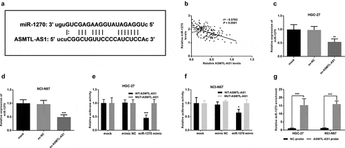 Figure 4. ASMTL-AS1 could bind with miR-1270. (a) The putative miR-1270 binding sites on ASMTL-AS1. (b) The negative correlation between ASMTL-AS1 and miR-1270 expression. (c) Relative expression of miR-1270 after overexpression of ASMTL-AS1 in HGC-27 cells. (d) Relative expression of miR-1270 after overexpression of ASMTL-AS1 in NCI-N87 cells. (e) Luciferase reporter assay in HGC-27 cells. (f) RNA pulled down assay by biotinylated ASMTL-AS1 with RT-qPCR detection of miR-1270 expression. *P < 0.05, **P < 0.01, ***P < 0.001.