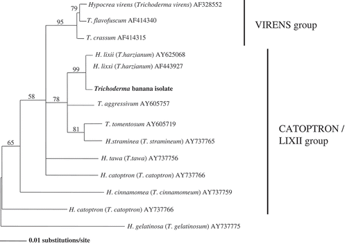 Figure 2. Phylogenetic tree for Trichoderma banana isolate by neighbor-joining analysis of the ITS 1, 2 & 5.8s sequences.