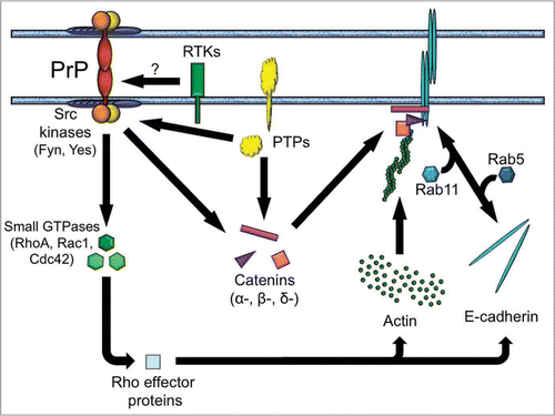 Figure 1 A proposed role of PrP in cell-cell communication. Homophilic trans-interactions between PrP molecules elicit contact formation and signal transduction by Src-related tyrosine kinases, leading to the correct assembly and positioning of E-cadherin adhesion complexes, as well as to remodeling of the actin cytoskeleton via small GTPases. These processes may be further modulated by additional molecules, including catenins (α-, β- and δ-catenin), protein tyrosine phosphatases (PTPs) and external cues via receptor tyrosine kinases (RTKs). Although the model assumes that PrP itself is capable of eliciting a signal across the plasma membrane, it does not exclude the possibility that PrP may also signal through a cis-interacting partner. Arrows do not imply unidirectionality.