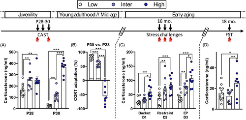 Figure 2. Different behavioral responses to stress between male rats from the CAST lines. (A) At postnatal days 28 and 30 (P28 and P30), corticosterone (CORT) responses differed during CAST. At P28, Low line rats had a lower CORT response compared to Inter and High Lines. At P30, Low line rats had a lower CORT response in comparison to both Inter and High lines and High line animals had higher CORT compared to Inter line rats. (B) The adaptation to stress, evaluated from the CORT response changes between P28 and P30, differed between the lines. Low line rats had a higher habituation (more positive adaptation) than Inter line rats and High line rats had a negative adaptation. Asterisks above columns indicate t-test statistics against 0% adaptation (i.e. no changes in CORT responses between P28 and P30). (C) At 16 months of age (16 mo.), CORT responses after the exposure to three stressors showed the same line-dependent divergent profile as in younger rats. When CORT levels, following the three stressors, were analyzed independently, we observed that the Low line had lower CORT than the Inter line following exposure to restraint (p = .005) and EP (p = .005) but not after the bucket stress (p = .58). Moreover, Low line rats had lower CORT levels compared to the High line following the three stressors (p = .005, p < .001, and p < .001, respectively). There was a statistical difference in CORT response between Inter and High lines following the bucket stress (p = .025) and EP (p = .006) but not after restraint stress (p = .278). (D) At 18 months of age (18 mo.), High line rats had higher CORT response to a forced-swim test (FST) than both Low and Inter lines. Low (n = 9–10), Inter (n = 9–10), and High (n = 8–9). Asterisks represent statistical differences: *p < .05, **p < .01, ***p < .001.