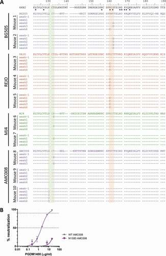 Figure 2. Viral escape over time during PGDM1400 treatment. (a) Amino acid sequences of the HIV-1 envelope glycoprotein (amino acid 75–250) obtained from serum RNA per mouse per time point before and during PGDM1400 treatment. The original virus sequence is indicated above those found in the mice infected with that particular virus. The colors are similar to the colors used in Figure 1 as indicated in Figure 1A. The HXB2 sequence on which numbering is based, is included as reference. Known contact residues for PGDM1400Citation19 are indicated with *. The glycosylation site at position 130 is shaded in green and the one at position 160 in orange. Identical amino acids are indicated by – and gaps by ~. (b) Neutralization sensitivity of AMC008 virus and AMC008 N130D virus to bnAb PGDM1400. IC50 and IC90 are indicated by the dotted lines