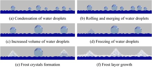 Figure 4. Diagram of frosting process on the wing surface with scales.