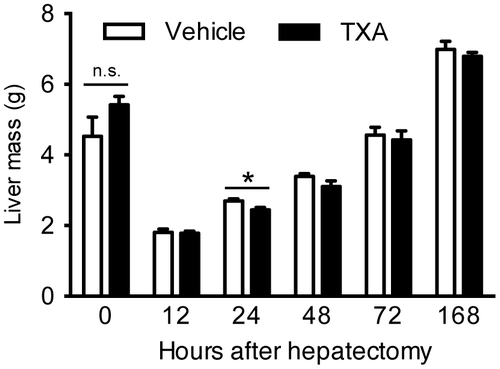 Fig. 1. Restoration of rat liver after 70% hepatectomy.