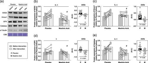 Figure 6. Antioxidant factor-related proteins are also decreased within myotubes treated with serum from MA-conditioned participants after intervention. (a) western blot band images, protein expression levels of (b) SOD2, (c) Hmox1, (d) GPX, and (e) catalase. All data are expressed as means and individual values (n = 12). Paired data are connected with lines consistently across in all figures. Significant differences were assessed by a two-way ANOVA followed by Tukey’s multiple comparisons test. Significant differences: a: main effect of MA (P < 0.05); b: main effect of time (P < 0.05); c: interaction of MA and time (P < 0.05); #: between placebo and MA after intervention (P < 0.05). Significant differences in the delta are shown individually.