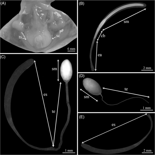 Figure 1. (A) Internal anatomy of a mature N. caroli male: testis (ts) and spermatophoric complex (sc); (B) Spermatophore: ejaculatory apparatus (ea), cement body (cb), and sperm mass (sm); (C) Inverted spermatophore: sperm mass (sm), trailing end (te), and empty spermatophore sheath (es); (D) Spermatangium: sperm mass (sm) and trailing end (te); and (E) Empty spermatophore sheath.