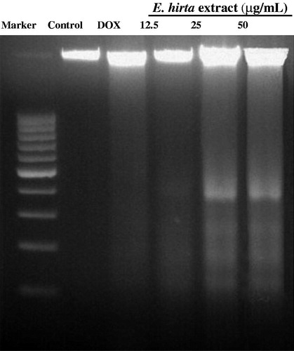 Figure 8. DNA fragmentation of MCF-7 cells exposed to E. hirta. Fragmentations of genomic DNA in MCF-7 cells were treated for 24 h with 50, 25, and 12.5 µg/mL of E. hirta. DNA laddering formation was viewed on ethidium bromide-stained gel (2%) and photographed by UV illumination. Marker, marker 100 bp; Control, DMSO control; DOX, doxorubicin hydrochloride.