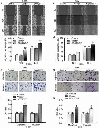 Figure 5. SOX2OT-7 overexpression enhanced the migration and invasion of C-33A and SiHa cells. (a–d) The migratory distance of C-33A and SiHa cells was determined using wound healing assay. (e–h) The migration and invasion ability of C-33A and SiHa cells was measured using Transwell assay. Results were expressed as mean ± SD. *p < 0.05, **p < 0.01, ***p < 0.001, compared to Vector cells.