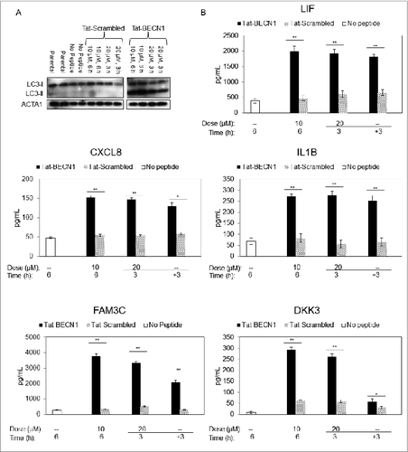 Figure 4. Measurement of candidate biomarkers of high autophagy in Tat-BECN1-treated melanoma cells. (A) An exposure from a single immunoblot characterizing LC3 in WM793 cells treated with either Tat-BECN1, Tat-Scrambled, or Opti-HCl (see Materials and Methods) medium only (‘no peptide’) in biological duplicates. Parental refers to untreated cells maintained in RPMI-1640 and 1% FBS and all others contain Opti-HCl. (B) Sandwich ELISA assay results for IL1B, CXCL8, LIF, FAM3C, and DKK3 in conditioned medium of WM793 cells treated with either Tat-BECN1, Tat-Scrambled control, or no peptide. For the 20-μM experiment, after 3 h exposure to the indicated peptide, conditioned media was removed and fresh media without peptide (−) was added for another 3 h (+3). Error bars denote SD, and P values were calculated using the Student t test (N = 3 per treatment group) (*P < 0.05, **P < 0.01).