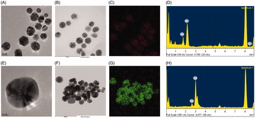 Figure 2. FE-TEM images of spherical (A) CB-AuNps and (E) CB-AgNps, respectively. Elemental mapping results indicate the distribution of (B) element gold and (F) silver nanoparticle pellet solution, respectively; (C) gold (red) and (G) silver (green), respectively. EDX spectra of (D) CB-AuNps and (H) CB-AgNps, respectively.