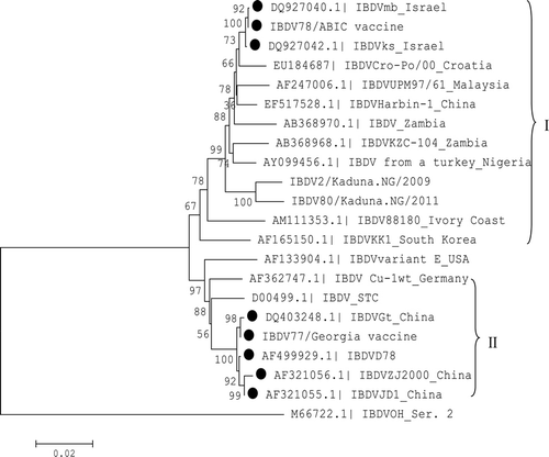 Figure 6. Phylogenetic analysis of the complete segment A region of vaccine and field IBDVs from northwestern Nigeria and other regions of the world. Black circles indicate significant association between field and vaccine IBDV strains. Cluster of vvIBDV (I) and classical IBDV (II) strains.