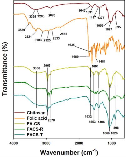 Figure 2 FT-IR spectra. From top to bottom, the spectra represent chitosan (dark red color), folic acid (orange color), FA-CS (yellow color), FACS-R (green color) and FACS-T (blue color).