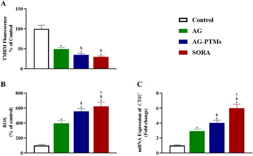 Figure 9. Graphic presentation of changes in MMP (A), ROS production (B) and mRNA expression of CYSC (C) in HepG2 cells pretreated with AG, AG-PTMs, and SORA. Data are represented as mean of six independent experiments ± SD. *Statistically significant differences from control at p < .05, $statistically significant differences from AG at p < .05, †statistically significant differences from AG-PTMs at p < .05.