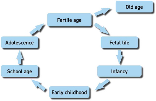 Figure 1. Circular representation of the main phases of the life-course, illustrating how each phase may influence the following one [Citation19].