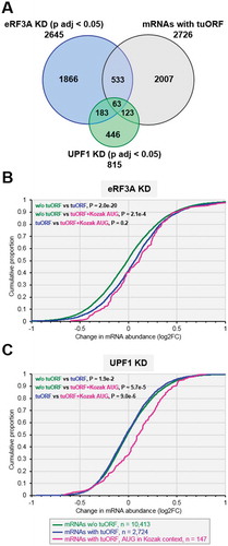 Figure 4. Expression of uORF carrying mRNAs in eRF3A and UPF1 knockdown cells. A. Proportional Venn diagram showing the overlap between three sets of transcripts: differentially expressed genes (main coding sequence changes in Ribo-seq data; p adj < 0.05) in eRF3A knockdown cells (blue circle, eRF3A KD), UPF1 knockdown cells (green circle, UPF1 KD) and mRNAs carrying translated uORFs – tuORF (purple circle). The number of genes is indicated for each class of mRNA. (B and C) Cumulative distribution functions of changes in mRNA abundance (plotted as log2FC) following eRF3A depletion (B, eRF3A KD) or UPF1 depletion (C, UPF1 KD) for mRNAs without translated uORF corresponding to mRNA devoid of uORF and to mRNAs with non-translated uORFs (w/o tuORF, green line), mRNAs with translated uORFs (tuORF, blue line) and mRNAs carrying a translated uORF with an AUG initiation codon surrounded by a Kozak context (pink line). In B and C, P-values were determined by Wilcoxon rank sum test for the two sided hypothesis with a 95% confidence interval. The number of genes in each category is indicated below the graphs.