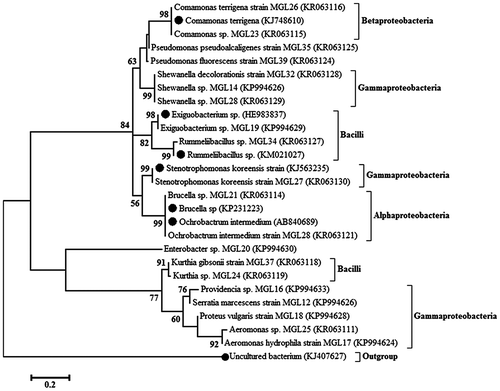 Figure 5. Phylogenetic tree showing the relationship on the basis of 16S rDNA gene sequences of 20 bacterial isolates belonging to different genera and the related members from these genera. The tree was constructed by using the neighbor-joining method. Bootstrap values (%) are based on 1,000 replicates and shown at the branch point with more than 50% bootstrap values.