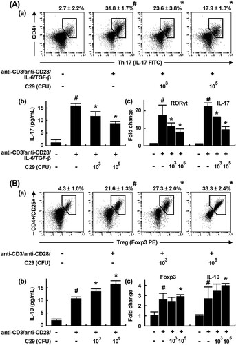 Figure 1. Effect of C29 on the differentiation of splenic Th cells into Th17 and Tregs. (A) Effect on Th17 cell differentiation. (a) Effect on Th17 differentiation measured by a flow cytometer (fluorescence-activated cell sorting, FACS). (b) Effect on IL-17 expression measured by ELISA. (c) Effect on RORγt and IL-17 mRNA expression using qPCR. (B) Effect on Treg differentiation. (a) Effect on Treg differentiation measured by FACS. (b) Effect on IL-10 expression measured by ELISA. (c) Effect on Foxp3 and IL-10 expression using qPCR. qPCR values (fold changes), which was compared to that of normal control group, were indicated. All data indicate mean ± SD (n = 3); #P < .05 vs. normal control group; *P < .05 vs. group stimulated with anti-CD3/anti-CD28 and IL-6/TGF-β.
