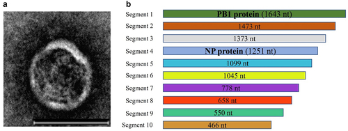 Figure 3. (a) ultrastructure of TiLV obtained by EM-analyses (from fyngor et al. [Citation9] with permission). (b) The 10-genome segments of TiLV virus represented, from the longest segment (segment 1), presenting homologies to the PBI sub-unit of influenza viruses, to the smallest (segment 10) of a yet unknown function. Scale bar, 100 nm.