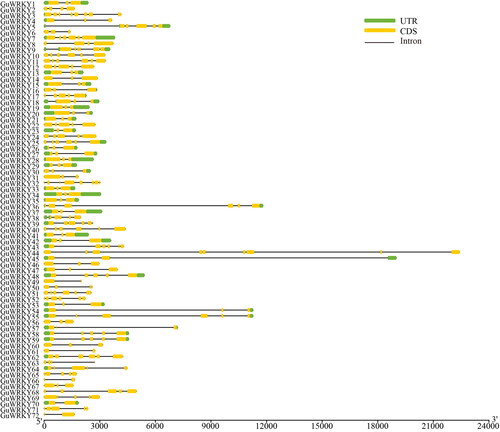 Figure 2. Gene structure of GuWRKY genes. The exon/intron structures of GuWRKY genes were visualized using gene structure Display Server 2.0 (GSDS 2.0) [Citation34]. the yellow and green boxes represent the coding sequences (CDS) and the untranslated regions (UTR), respectively. The black lines indicate introns.