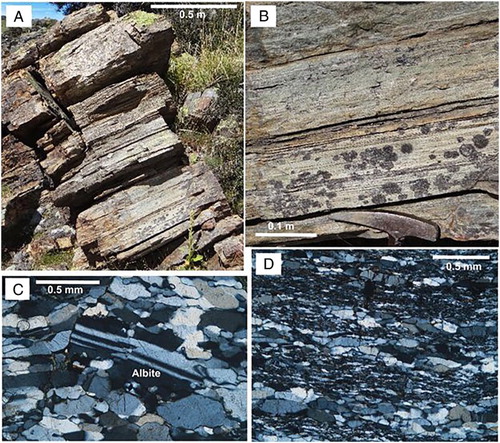 Figure 3. Felsic schist horizon that is interlayered with greenschist and minor metagreywacke on North Rough Ridge in the vicinity of NZTM 2000 E1347177, N993518. A, General view of outcrop of felsic schist. B , Close view of outcrop of felsic schist. C , Thin section view (transmitted light, crossed polars) of the felsic schist (OU 85799) from outcrop in (A). D , Thin section view of the felsic schist (OU 85797) from outcrop in (A). Dark areas in (B) are lichen.