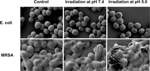 Figure 5 Visualizing BSA-Tpy NPs-induced morphological changes of bacteria, MRSA and E. coli for 25 min white light irradiation were imaged by SEM at pH 7.4 and pH 5.0 respectively, bacteria without treatment were set as controls.